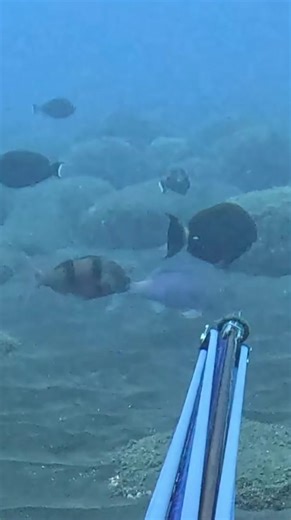 La pêche, c’est quelques réussites pour de très nombreux ratés… Qui ne sont pas gênants quand on plonge pour le coté effort sportif essentiellement et à fortiori lorsque le poisson s’enfuit indemne🙏 Échaudé, il devient en principe (sauf espèce débile😅) méfiant vis-à-vis de l’humain pour longtemps, voire à tout jamais🙂 C’est le principe répulsif de la pêche préventive, qui conduit, entre autres, les requins (plutôt intelligents) à éviter les zones pêchées ou protégées par des hameçons/filets o