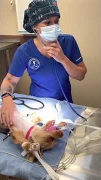 Externship 2 Skill #8 esophageal stethoscope