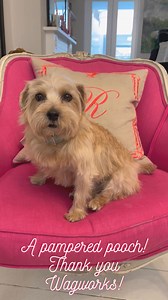 Happy Valentines Day from all of us at PetsPyjamas  Lovely Pet...