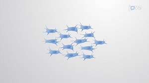 Video: Mesenchymal Stem Cells