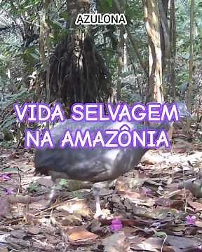 Vida Selvagem da Floresta Amazônica em Ação — Registros Reais de Animais na Amazônia