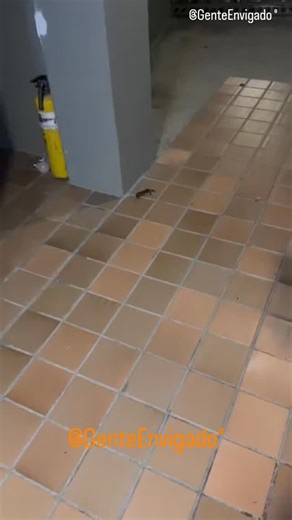 GENTE DE ENVIGADO® 🧡 on Instagram: "📣 Nos comparten: " hola gente,avistamiento de fauna en conjunto residencial de Envigado, tanta construcción esta afectado a la fauna del municipio debemos exigir a la alcaldía ser más estricta, que protegan el medio ambiente y no beneficie a los constructores. este cangrejo apareció ayer en la noche en la loma de El Esmeraldal, a la altura de el Parque de Las Mariposas, si el alcade sigue permitiendo construcciones nos quedaremos sin espacio para la fauna." 