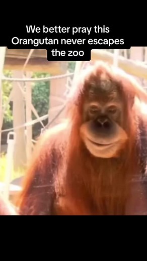 Wtf!! Orangutan, the seriel killer!!! So creepy!!! Lets hope he never escapes #wtf #orangutans #socreepy #fyp #trending #followme