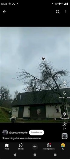 owlkitty screaming sound effect