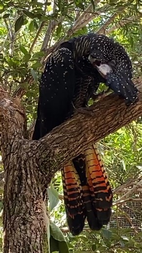 Exploring Australia’s Black Cockatoos