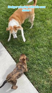 22K views · 3.1K reactions | Baby Badger playing with his older sister is just about the best video ever... he is so happy! His sister Mya is such a wonderful influence on him and, when she tires out, his brother Milo will join in. The perfect tag team for our little bundle of energy. 殺 | Trio Animal Foundation | Facebook