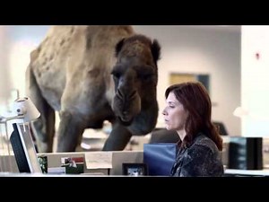 Hump Day Camel Rmx "guess what day it is"