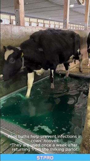 Why Cows Use Foot Baths