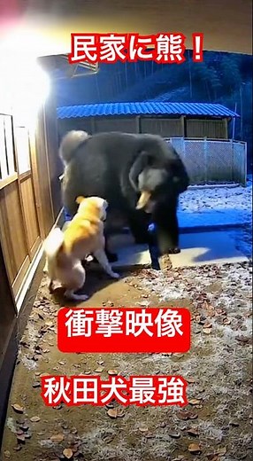 衝撃映像！熊vs秋田犬 民家に出没！ Shocking footage! Bear vs. Akita dog appears in a private home! #バズ動画 #まさかの光景