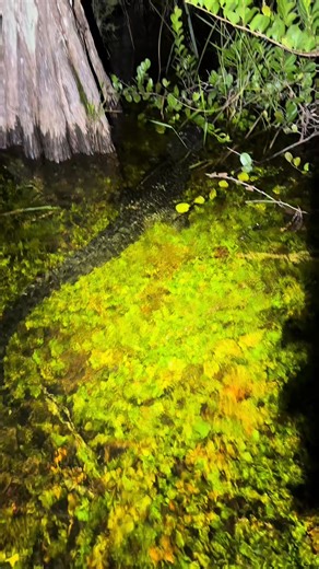 Searching the Florida Everglades for a 20 foot Burmese python! ##fyp#foryou#foryoupage#everglades#wild#wildlife#explore#yoink#snake#python#forest#professional#conservation#gecko#lizard#a #fblifestyle | Yoink guy