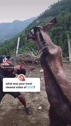 Man and Goat Play in Beautiful Mountain Landscape