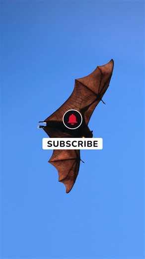 Ultimate Flyers in the Animal Kingdom! 😲🦇 #animalfacts #viral #nature #shorts