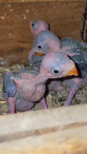 Ringneck parrot Babies ♥️💥 #ringneckparrot