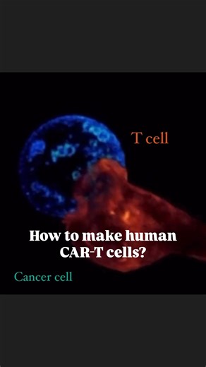 Tomasz Grzywa on Instagram: "How do we make CAR-T cells? 🧬🦠 CAR-T therapy is already saving lives in the clinic - it’s one of the most powerful cancer treatments for leukemias and lymphomas, and researchers are pushing to make it work in solid tumors too. We take a patient’s own T cells, reprogram them to better recognize cancer, and send them back like guided fighters. Here’s the process step-by-step: 1️⃣ Collect blood from the patient 2️⃣ Isolate T cells 3️⃣ Activate the T cells - using micr