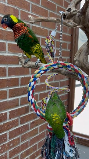 1.2K views · 225 reactions | Baby Green Naped Lory ❤️列 Green Naped Lories are a subspecies of the Rainbow Lorikeet and are known for the playful and chatty nature. #greennapedlory #greennapedlorikeet #loryparrot #lorikeet #lorikeets #lorikeetsofinstagram #cutebirds #cuteanimals #happyparrot #parrot #parrots #parrotlife #loveparrots #parrotlove #parrotsofinstagram #parrotsofig #parrotstars #parrotstarsarlingtonheights | Parrot Stars | Facebook