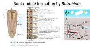 Root nodule formation by Rhizobium