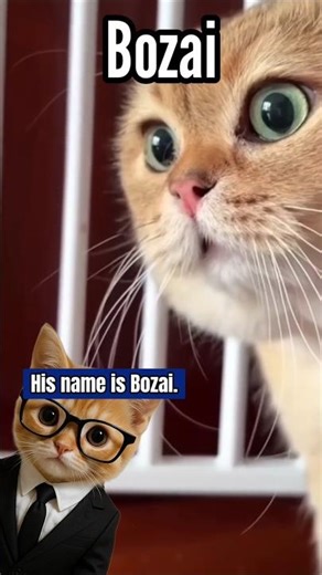 Orange Talking cat Meme Origin 😾😾