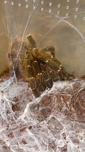 Tarantula Wildlife Showdown: Spider vs Cricket