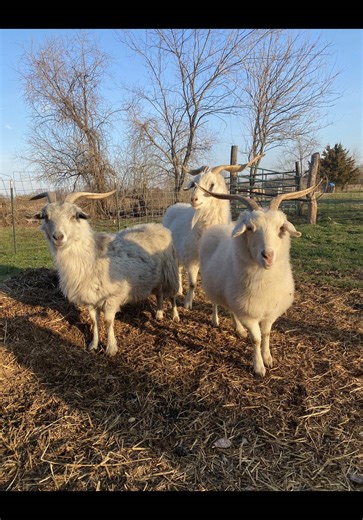 Pourquoi nous gardons les cornes de nos chèvres