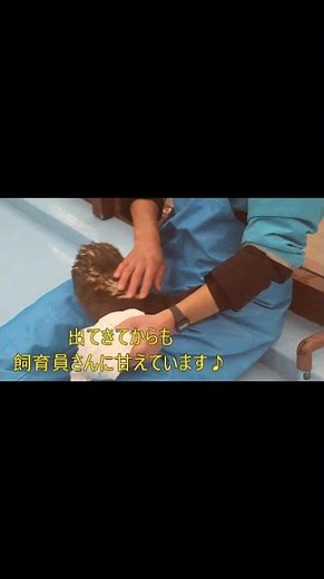 飼育員さんのウエットスーツの中に潜り込む姿が可愛いコツメカワウソのユイちゃん#伊勢シーパラダイス#アクアリウム#水族館 #コツメカワウソ#shorts