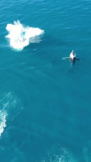 Whale HELLO THERE 😱 #exmouthwa #whalebreach #ningalooreef 🎥: @Ash Isenbarger 📍@Australia’s Coral Coast