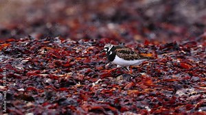 Ruddy turnstone in breeding plumage foraging for food on a seaweed on the coast of Iceland. Arenaria interpres