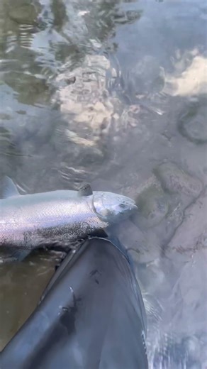 Starting to miss the salmon season #britishcolumbia #fishing #cohosalmon