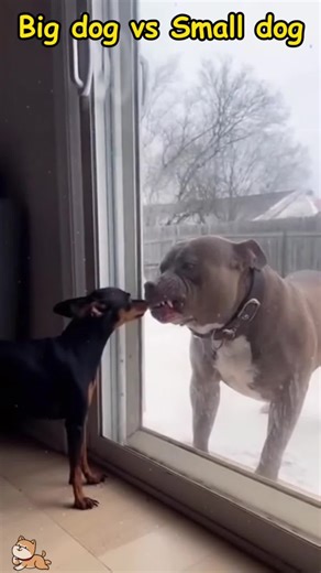 Small Dogs vs Big Dogs: A Cute Animal Showdown