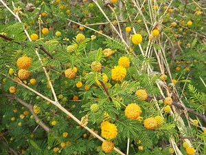 Acacia caven - Aromito - Caven - Churqui - Espinillo - Espino - Flora argentina - Vachellia caven
