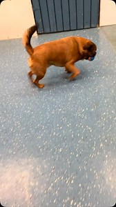 We missed our pups over the long weekend, and it felt so good to have them back today! Even after all the Easter treats and family fun, they showed up with full tails and full energy—and we couldn’t be happier. Here’s to post-long weekend zoomies and big ol’ snuggle sessions. | The Canine Social Company