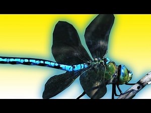Dragonfly ACROBATICS in Slow Motion | BBC Earth Explore