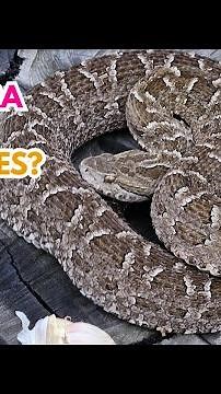 Does garlic actually repel snakes? 🧄
