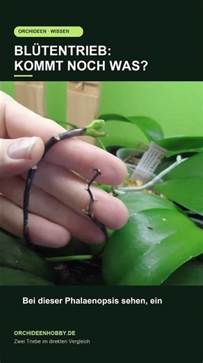 Will more flowers bloom? These two orchid stems look completely different