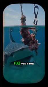 Shark FLIES Out of Water for the Bait?! Watch This Insane Moment! #animalfacts #wildlife #sharks