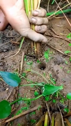 Watch Professional Animal and Bird Trapping with Safety and Precision