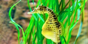 Seahorse fathers give birth in a unique way, new research shows