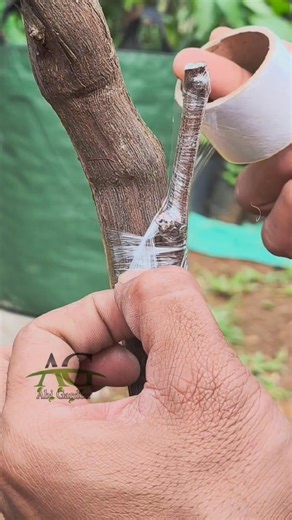Grape grafting techniques #fblifestyle #grapegrafting #graftingtechniques #gardeningtips | Abi Garden