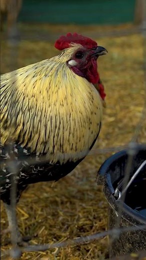 Mini Pop Kids - Texas Hold Em' Coming Soon