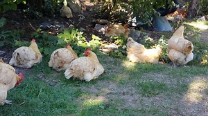 How to Clean Chickens in Sims 4 - What Box Game