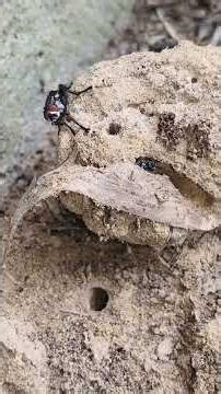 Flesh fly Short video