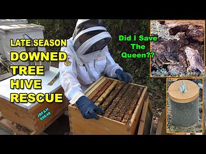 Fallen Tree Hive Rescue S9E48 #beekeeping