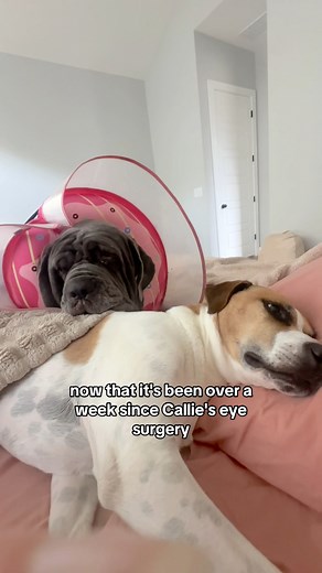 More updates on Callie’s eye surgery recovery 👁️❤️‍🩹🐶 #neapolitanmastiff #mastiff #bigdogs #cherryeye #cherryeyeindogs #entropion #entropionsurgery #dogproblems #dogsurgery #dogsurgeryrecovery #dogmom #trachiasis #dogeyes #eyecareforanimals #austintx #dogopthamology #drgoodpet #neopolybac #dogeyedrops #dogcare #gentealtears #doghealing | tstarch