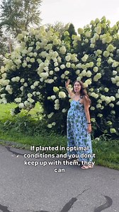 Hydrangeas for a full sun spot? Yes please! Here is one type of hydrangea that thrives in full sun. #gardening #hydrangea #hydrangeaseason #hydrangeas | Blueacre Garden