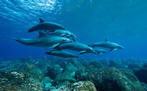 Google Built An AI Model For Understanding Dolphins - BGR