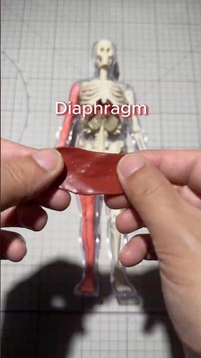 Hands-On Anatomy! Building the STEM Human Body w Detachable Bones & Squishy Organs 💀 #science #stem
