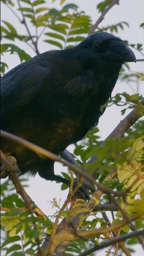 Raven Intelligence 🖤 | The Dark Genius of the Wild