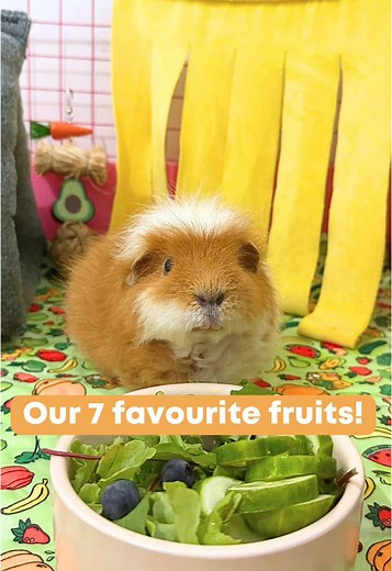 Top 7 Fruity Treats for Happy Guinea Pigs