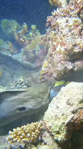 A Moray Eel Attacks And Eats A Large Fish, Gripping It In Its Jaws Can It Really Swallow Something That Big? 😱😱😱 . . #morayeel #OceanLife #marinelife #FishLifeWorldTV | FishLife world TV