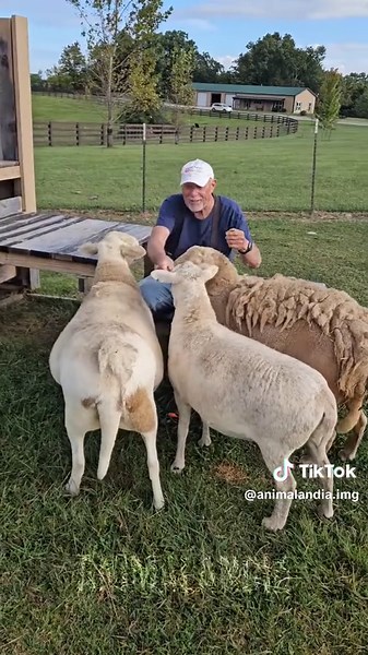 Ovelhas e sua lã: o cuidado necessário para manter esses animais saudáveis
