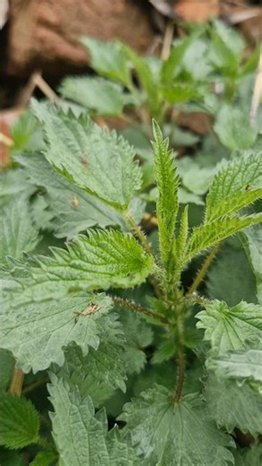 Urtica dioica, often known as common nettle, burn nettle, stinging nettle, nettle leaf,